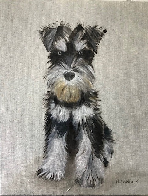 Grijze schnauzer