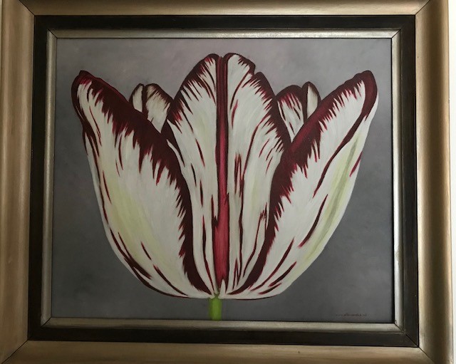 Tulp wit met rood
